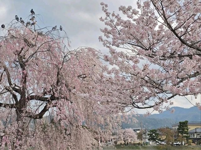 Just Me, Some Sakura, and a River Doing Its Thing