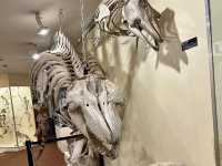 Booth Museum of Natural History