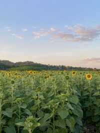 ทุ่งทานตะวันใหญ่ที่สุดในปากช่อง