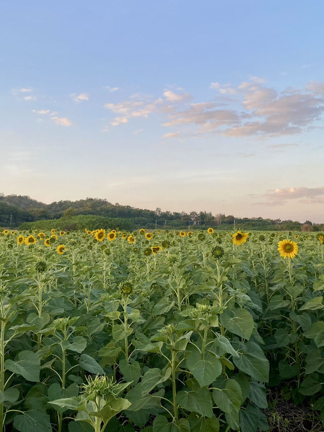 ทุ่งทานตะวันใหญ่ที่สุดในปากช่อง