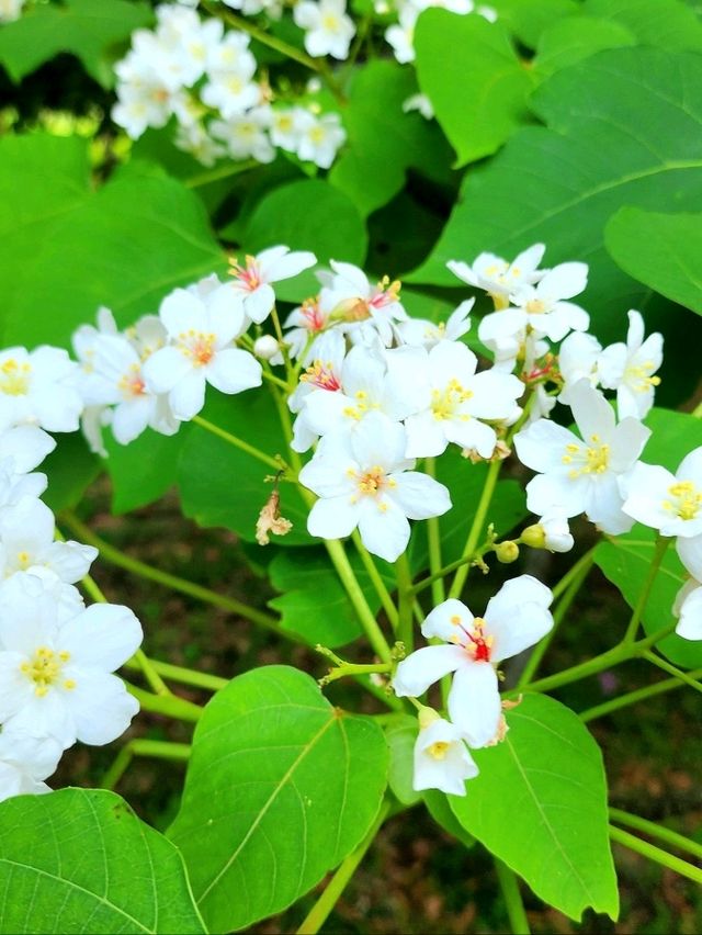苗栗桐花5月雪初體驗，包車遊玩更舒適，雖然少少貴