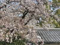 櫻花與金鯱相映：名古屋城的春日饗宴🌸