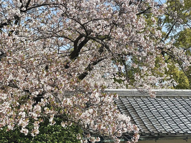 櫻花與金鯱相映：名古屋城的春日饗宴🌸