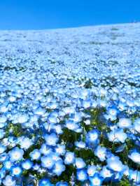 SPRING MAGIC AT HITACHI SEASIDE PARK