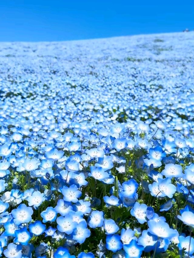 SPRING MAGIC AT HITACHI SEASIDE PARK