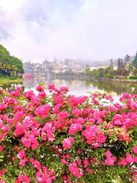 Sapa in Bloom: A Journey Through season