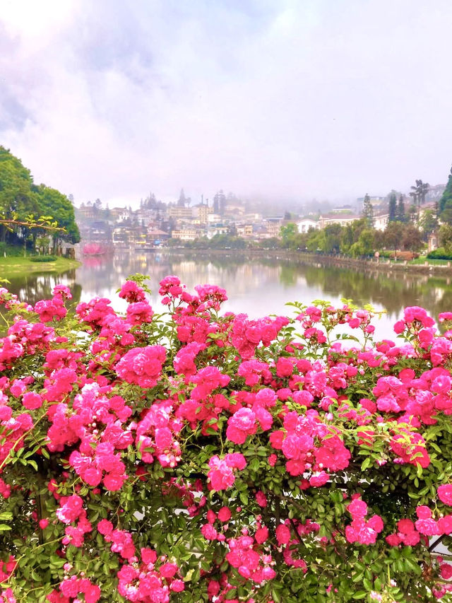 Sapa in Bloom: A Journey Through season