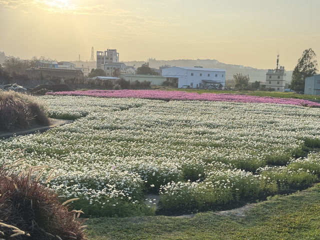台中后里｜中社觀光花市，賞花、買盆栽、毛孩也能一起玩！