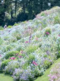 A Monet Garden in Reality: Yokohama's Satoyama Garden 🌸🌿