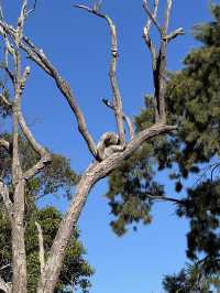 Picture perfect spots in Taronga Zoo Sydney