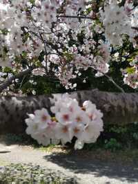 浜離宮庭園