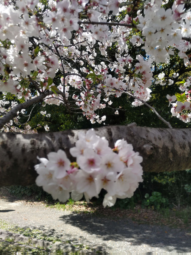 浜離宮庭園