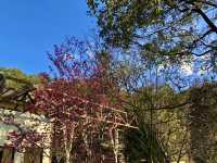 Classroom Under the Cherry Trees — Neihu Primary School, Nantou