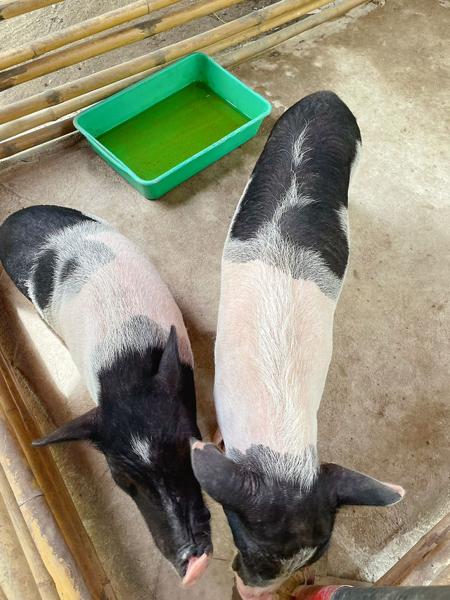 “Farm Frome Me “สุพรรณฯ คาเฟ่สายฟาร์มสุดคิวท์