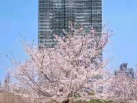 Soul of Seoul: Futuristic Buzz Meets Timeless Korean Culture