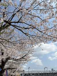 Sakura Season in Japan 🌸✨ 7Apr - 9Apr 2025