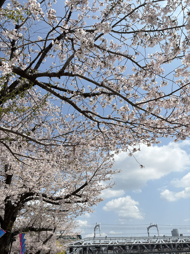 Sakura Season in Japan 🌸✨ 7Apr - 9Apr 2025