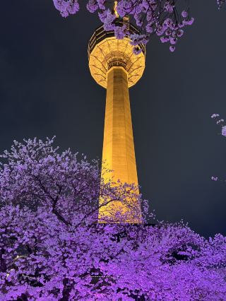 Spring Blossom Adventure at Daegu E-World