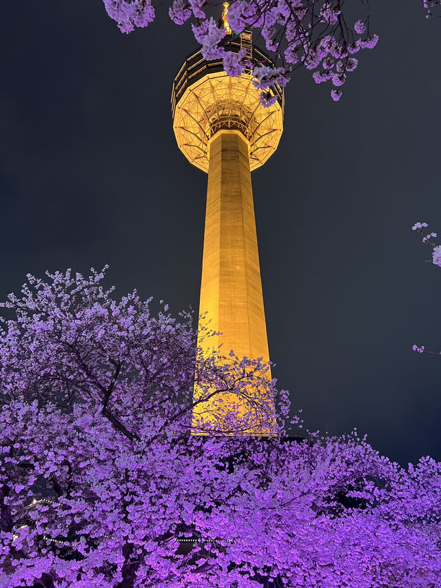 [봄 향기 가득한 대구 이월드 벚꽃 여행 계획] 🌸
