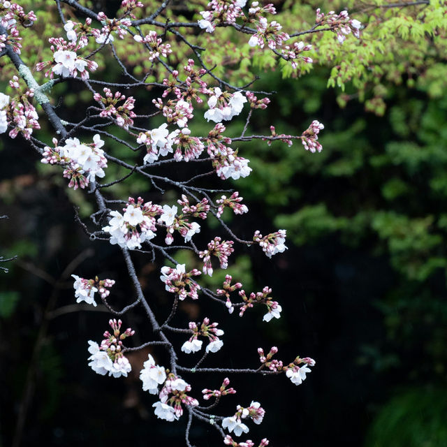 Japan – Where Trains Glide Through Pink Seasons