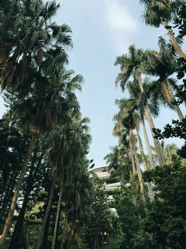 台北｜植物園繡球花季｜城市綠洲的夢幻花語