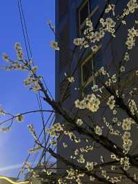 SEOUL BLOSSOM SEASON