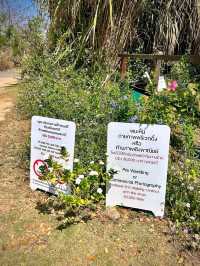 Bloom Overload at Khao Yai
