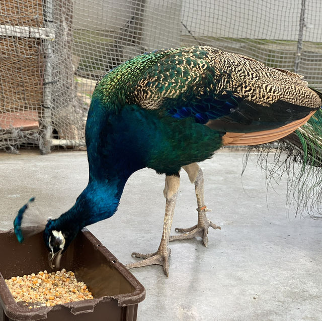 たくさんの種類の鳥に間近で会える動物園🕊️🤍
