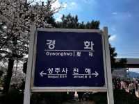 Spring’s Cherry Blossom Fantasy