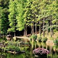 ~端午節快樂~席帽山森林公園~