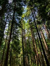 Pacific Spirit Regional Park – Vancouver’s Wild Coastal Forest