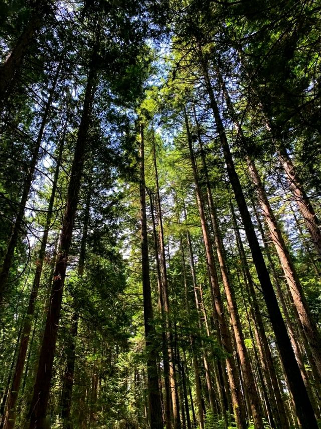 Pacific Spirit Regional Park – Vancouver’s Wild Coastal Forest