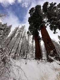 The Most Famous Trees In The World, The Towering Red Trunks Of Sequoia 🌲 