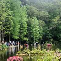 仙湖植物園端午行：尋古寺鐘聲·探萬株綠意