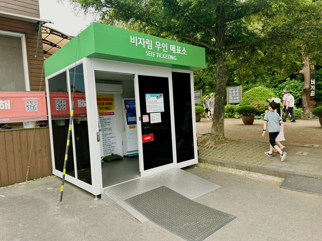 🌲🌲 비자나무 숲길