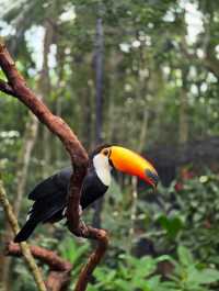 해외여행 브라질 이과수 조류동물원 Parque das Aves