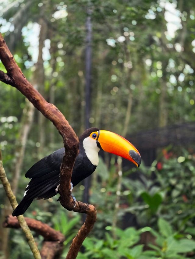 해외여행 브라질 이과수 조류동물원 Parque das Aves