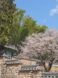 이른 벚꽃을 만난듯 역대급으로 예뻤던 매화 스팟🌸