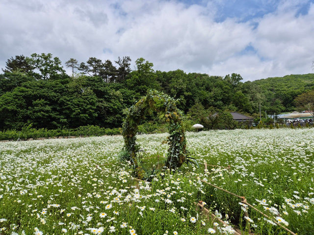 🥳아산 샤스타데이지 카페 카페지새울