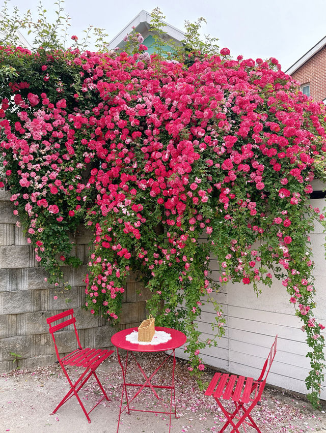 🌹충남 아산 카페플라워돔 장미 포토존🌹