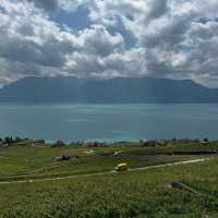 Lavaux Vineyards in Summer: A Sun-Drenched Paradise of Wine & Wanderlust