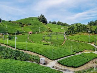 The Wazuka Tea Plantation