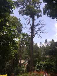 Anna Park Yercaud