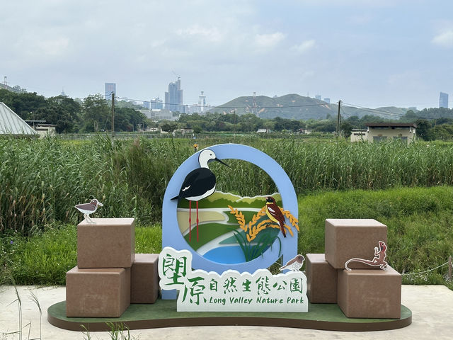 香港好去處 | 賞花 | 塱原自然生態公園 | 荷花