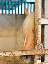 Trot into Tranquility at 3S Equestrian