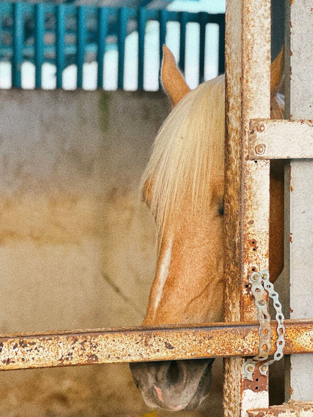 Trot into Tranquility at 3S Equestrian