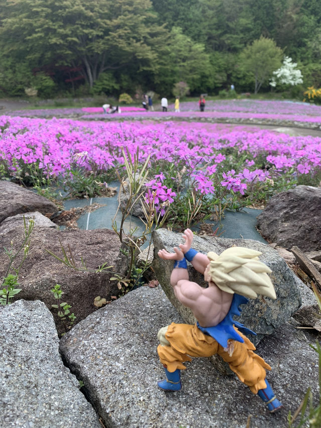 芝桜の花のじゅうたん❤️