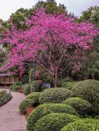 A peaceful pause in Brisbane Botanic Gardens