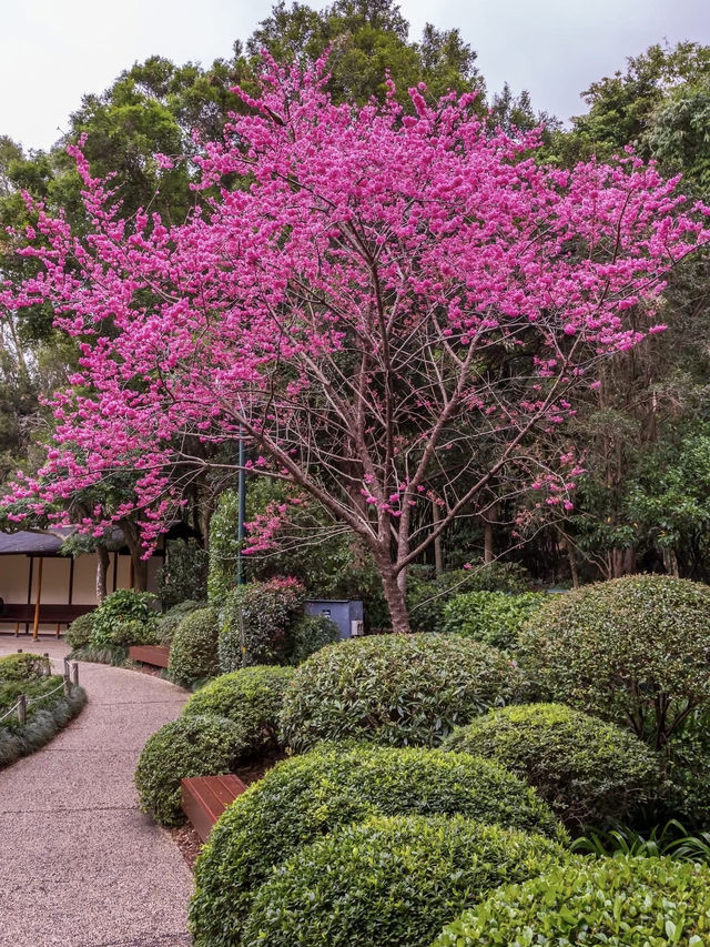 A peaceful pause in Brisbane Botanic Gardens