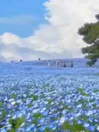 日本絕景🇯🇵在粉蝶花💜🤍海裡當一回宮崎駿主 角  